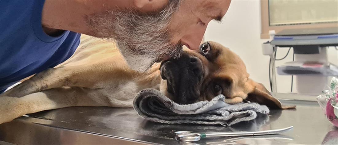 Κακοποίηση ζώων: Πέθανε το σκυλί που βρέθηκε σκελετωμένο και αλυσοδεμένο (εικόνες)