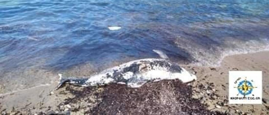 Σίφνος: Δελφίνι ξεβράστηκε νεκρό (εικόνες)