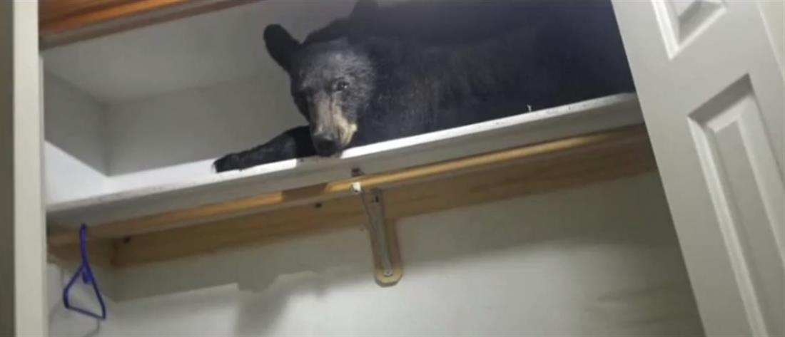 Αρκουδάκι “κόλλησε” σε ντουλάπα σπιτιού (βίντεο)