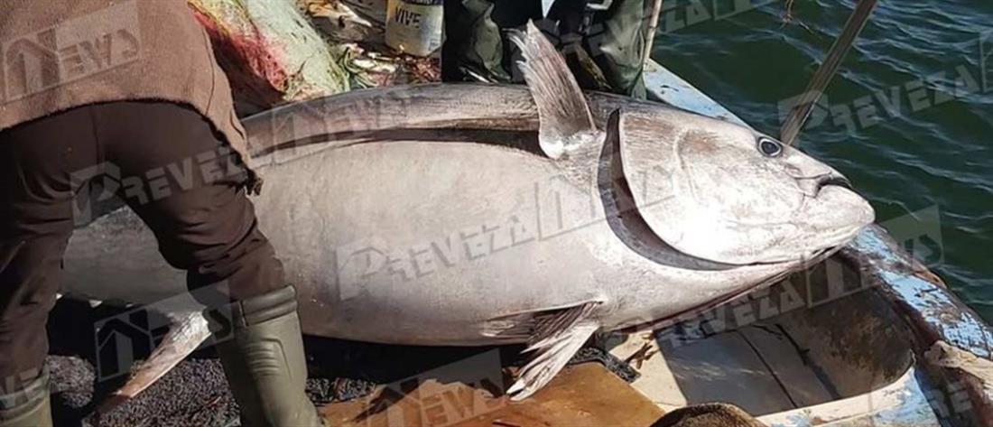 Ψάρι 130 κιλών πιάστηκε στο Ιόνιο (εικόνες)