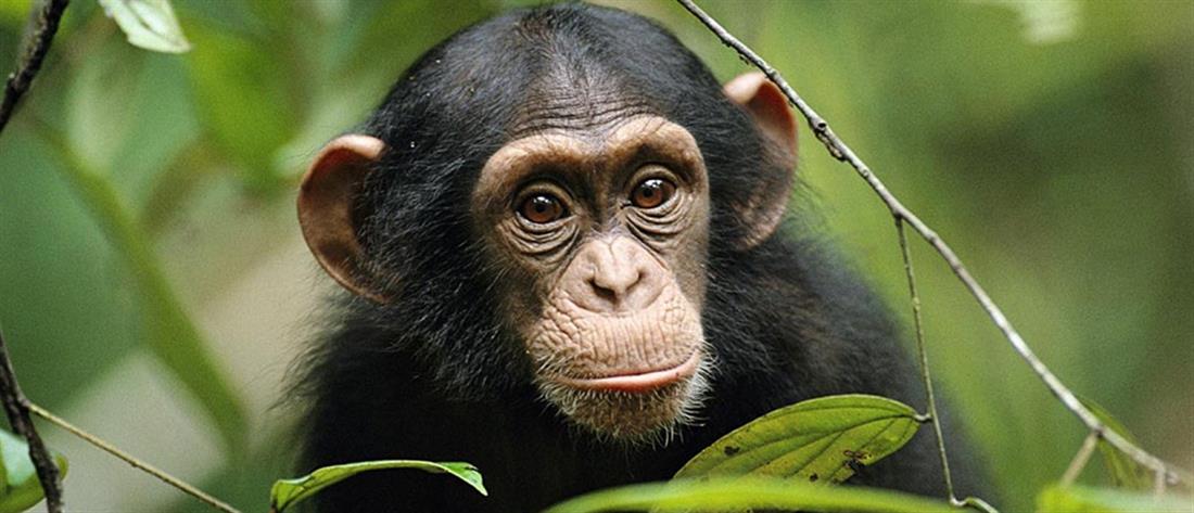 Θάνατωση Χιμπατζή: Συγκέντρωση διαμαρτυρίας έξω από το Αττικό Ζωολογικό Πάρκο