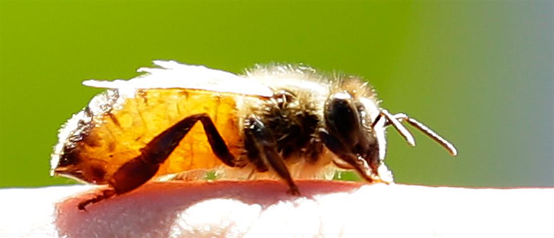 Πέθανε από τσίμπημα μέλισσας