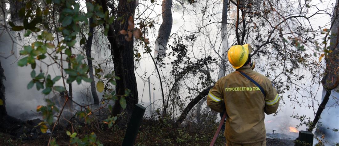Γιάννινα: Σύλληψη για φωτιά από πρόθεση σε δασική έκταση