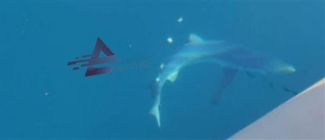 Αιτωλοακαρνανία: Ψαράδες τάισαν καρχαρία που πλησίασε την βάρκα τους (εικόνες)