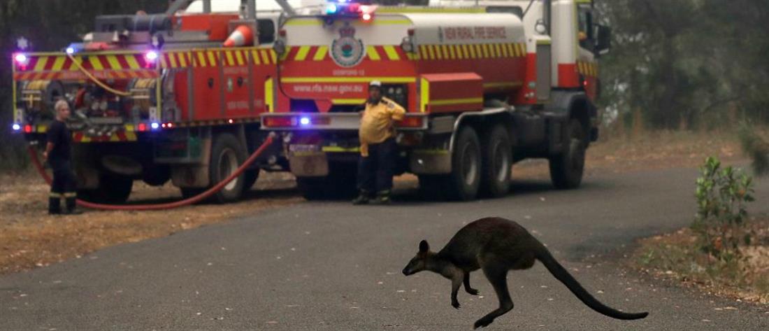 Πυρκαγιές στη Αυστραλία: “Μάννα εξ ουρανού” για τα ζώα που λιμοκτονούν (εικόνες)