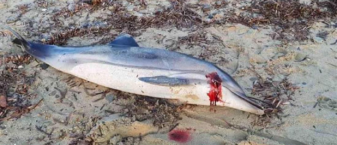 Σκότωσαν με σφαίρα μωρό δελφίνι στη Χαλκιδική