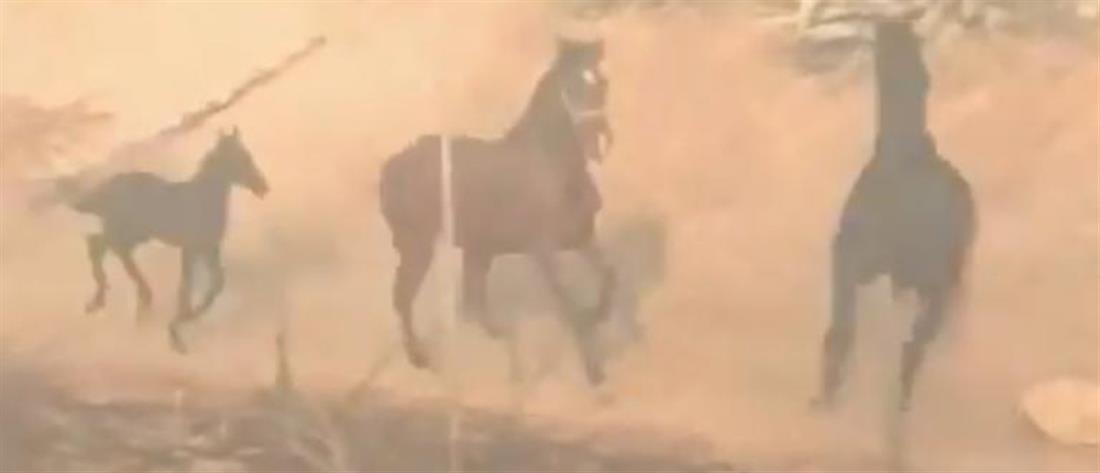 Το άλογο που γύρισε στην φωτιά για να σώσει την οικογένειά του (βίντεο)