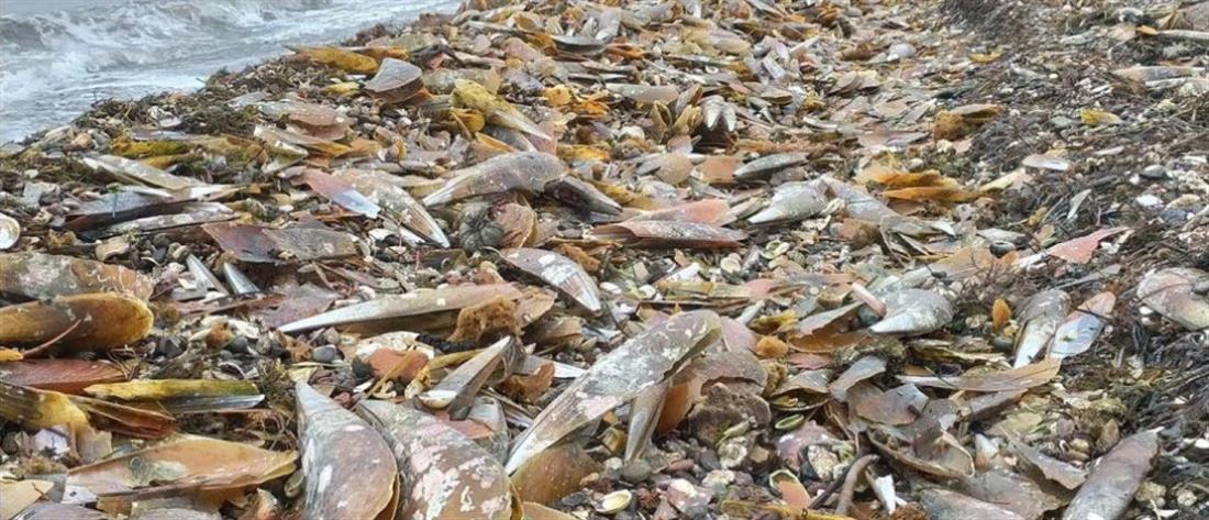 Χιλιάδες νεκρές πίνες ξεβράστηκαν σε παραλία (βίντεο)