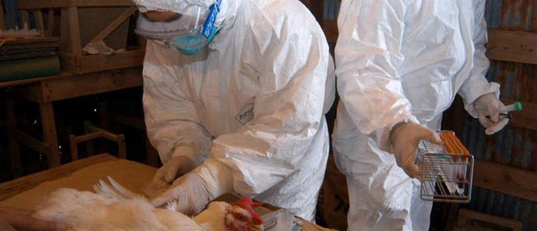 Γρίπη των πτηνών – Κίνα: πρώτο κρούσμα του στελέχους H10N3 σε άνθρωπο