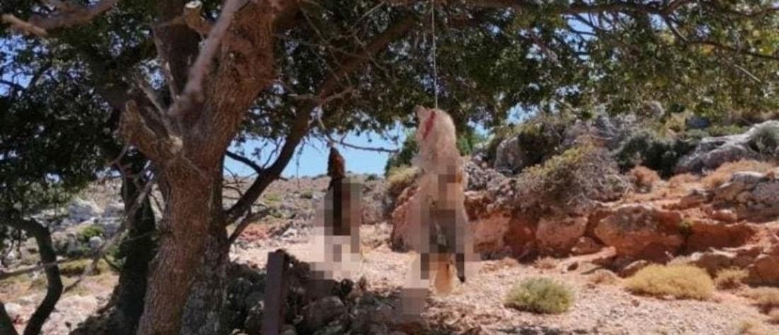 Κακοποίηση ζώου - Κρήτη: Κρέμασαν σκυλάκι σε δέντρο 