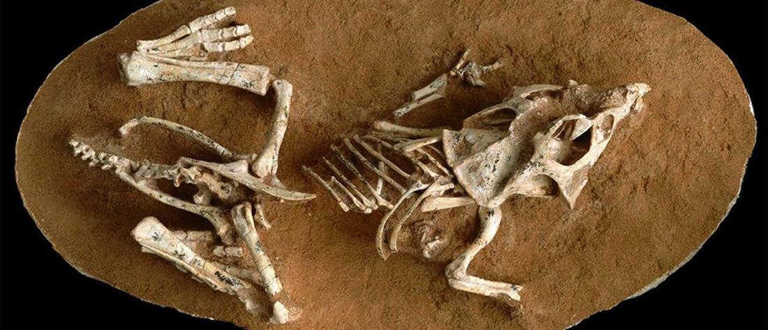 Οι δεινόσαυροι εξαφανίστηκαν από έναν αστεροειδή που έπεσε στην Γη