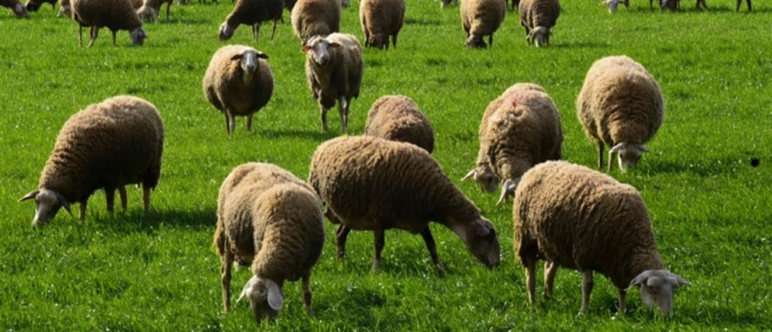 Ευλογιά των Προβάτων: Κρούσμα στη Φθιώτιδα - Συναγερμός στους κτηνοτρόφους