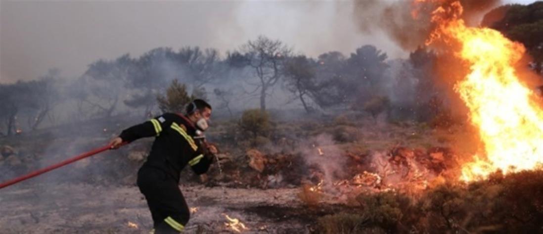 Ηλεία: Φωτιά σε δασική έκταση