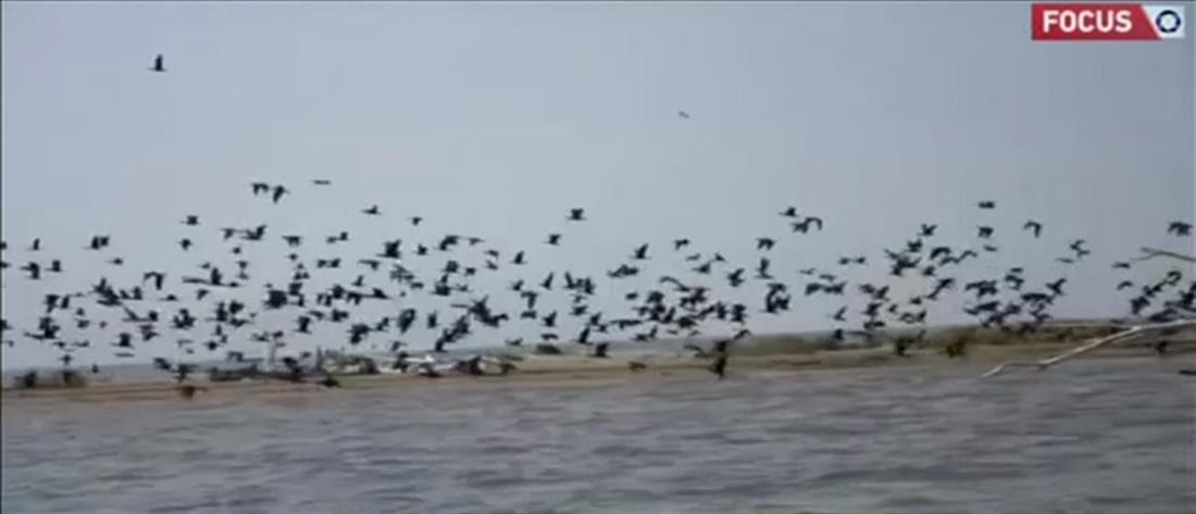 Δέλτα του Έβρου: “SOS” εκπέμπει το “καταφύγιο” για χιλιάδες πουλιά (βίντεο)