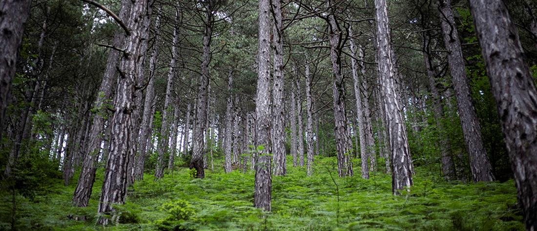 Βέλγιο: Πτώμα άνδρα βρέθηκε σε δάσος 