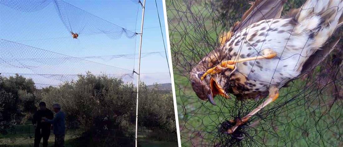 Παγίδευσαν πουλιά σε αόρατο δίχτυ (εικόνες)