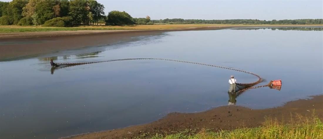 Με... κουβάδες σώζουν ψάρια από την ξηρασία (βίντεο)