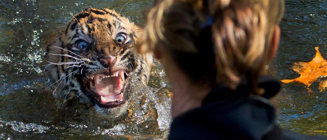 Κορονοϊός: Θετικά βρέθηκαν λιοντάρια και τίγρεις σε ζωολογικό κήπο