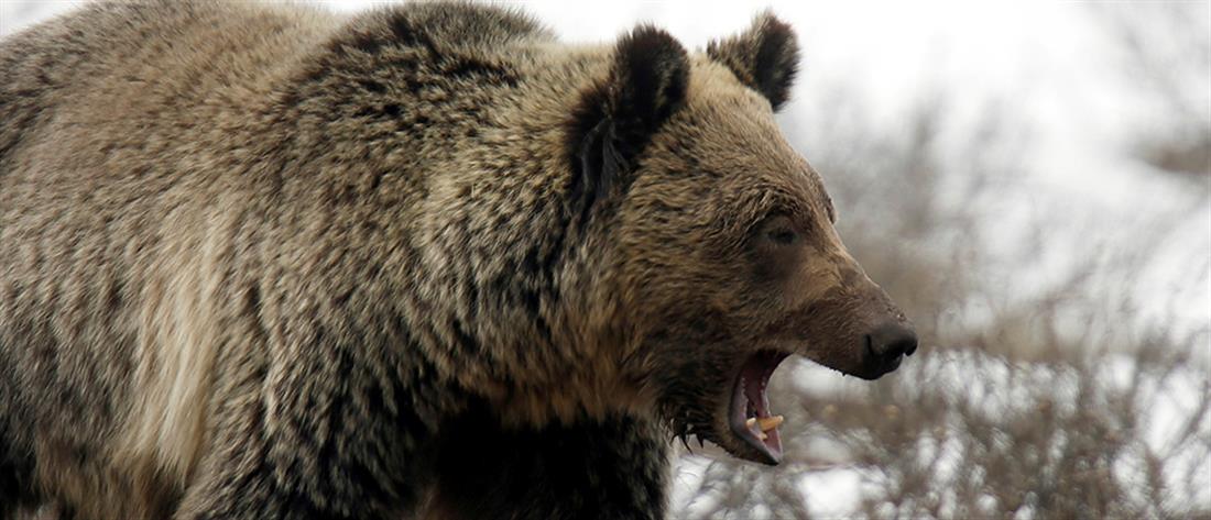 Σκοτώθηκε αρκούδα σε τροχαίο