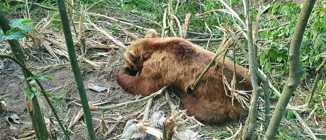 Αρκτούρος: απεγκλωβισμός αρκούδας από παράνομη παγίδα (εικόνες)