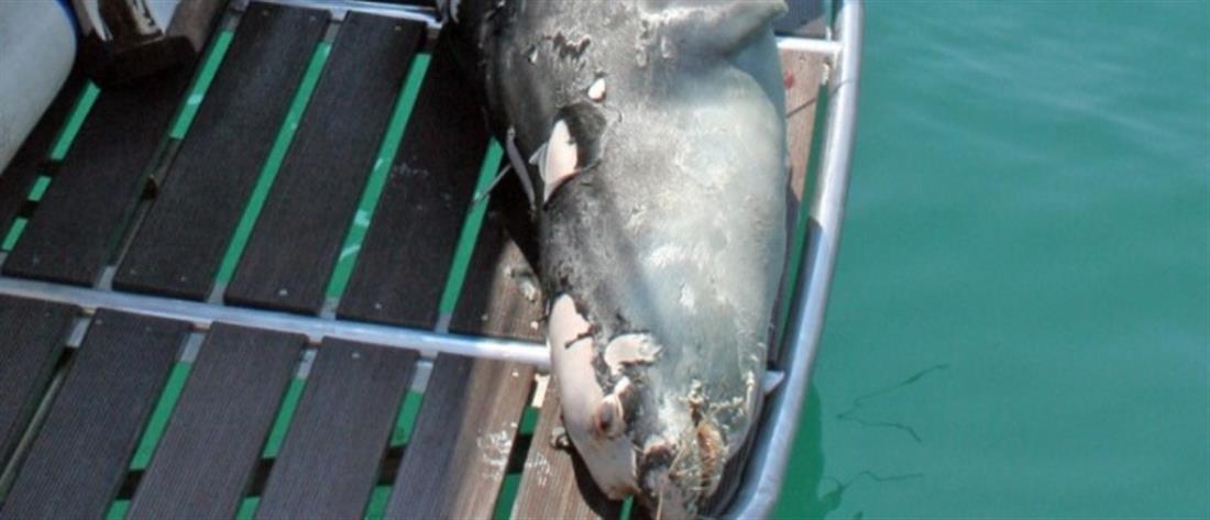 Αλόννησος: Σκότωσαν τον “Κωστή”, τη φώκια μασκότ του νησιού