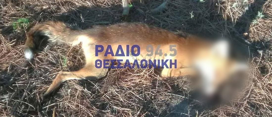 Χαλκιδική: προβληματισμός για τις νεκρές αλεπούδες (εικόνες)