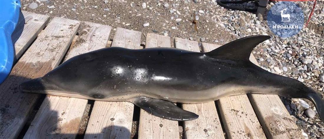 Ρόδος: Νεκρό δελφίνι εντοπίστηκε κοντά σε παραλία