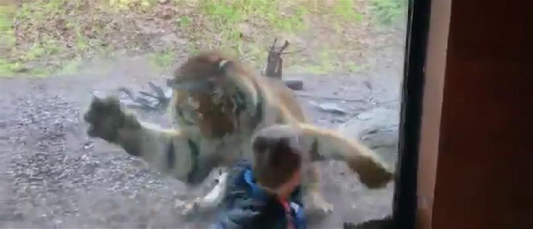 Τίγρης "επιτίθεται" σε παιδάκι μέσα σε ζωολογικό κήπο (βίντεο)