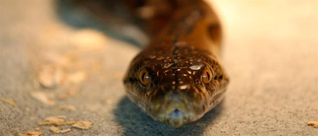 Πάτρα: Φίδι έκανε βόλτες σε σπίτι 
