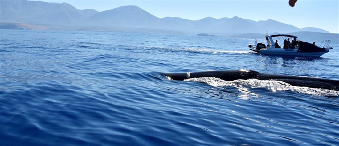 Φάλαινα φυσητήρας 20 μέτρων στην Μάνη (εικόνες)