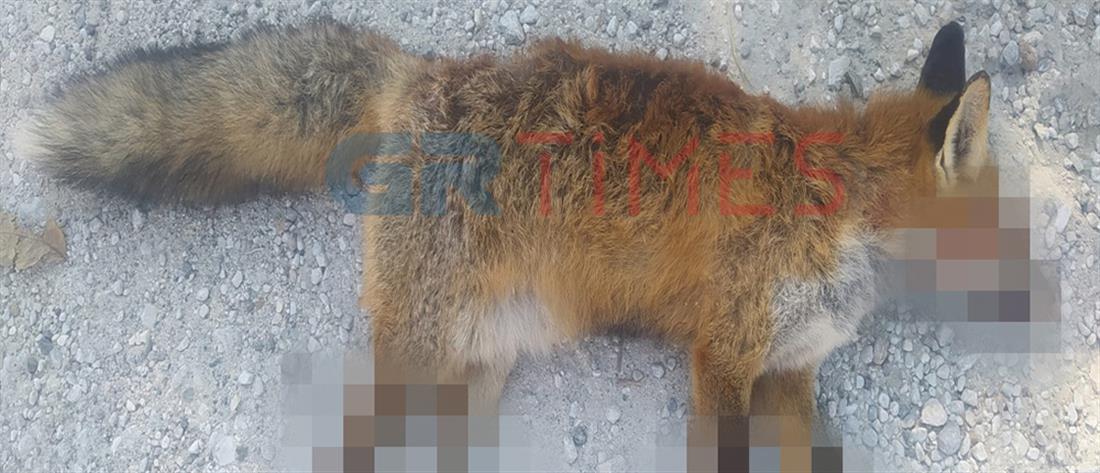 Καστοριά: Έκοψαν τα πόδια αλεπούς και την άφησαν να πεθάνει (σκληρές εικόνες)