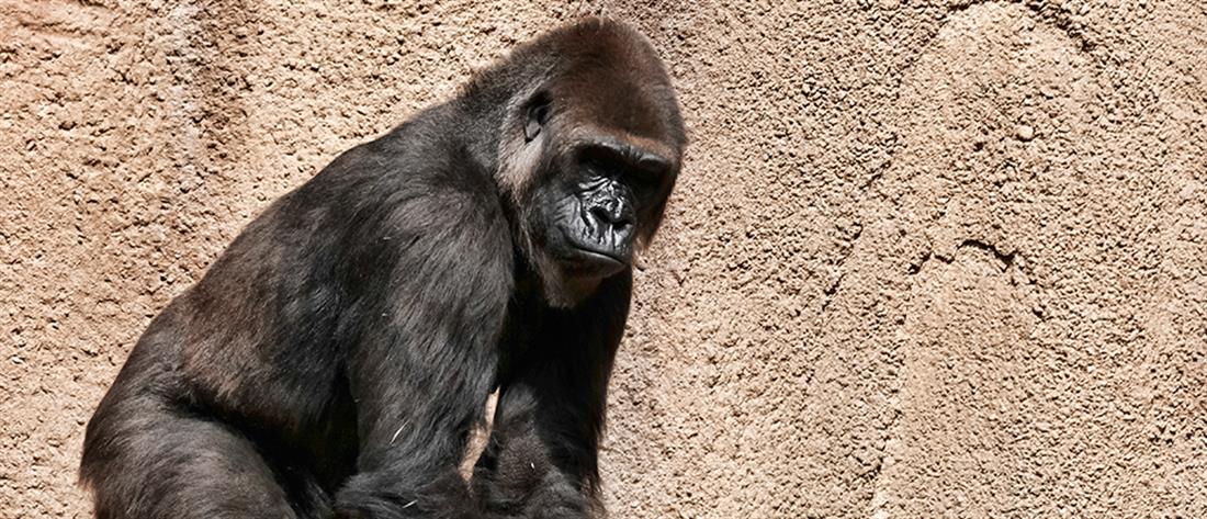Κορονοϊός: Μεγάλοι πίθηκοι τα πρώτα θηλαστικά που εμβολιάσθηκαν κατά της Covid-19