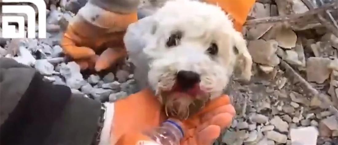 Σεισμός στη Συρία: Διάσωση σκύλου από τα χαλάσματα (βίντεο)