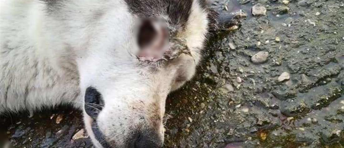 Κτηνωδία: άνδρας έβγαλε τα μάτια αδέσποτου σκύλου! (σκληρές εικόνες)