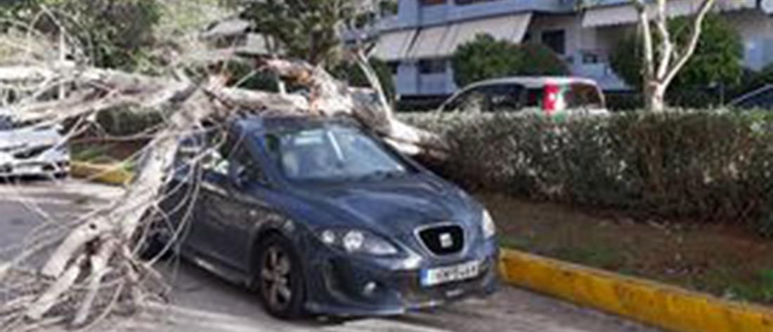 Ηλιούπολη: Δέντρο έπεσε σε αυτοκίνητο (εικόνες)