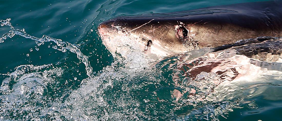 Χαβάη: Νεκρός σέρφερ από επίθεση καρχαρία