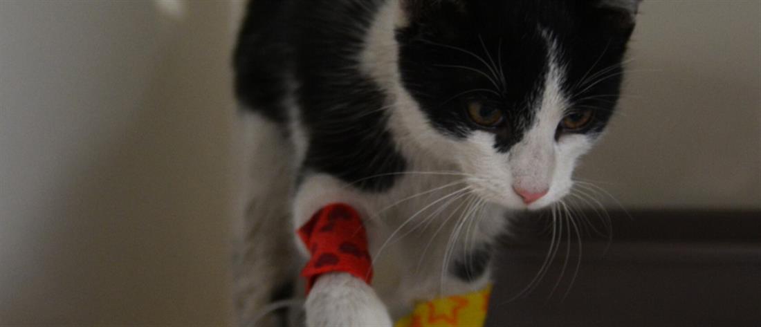 Πολωνία: γάτος σώθηκε μετά από 10 ημέρες μαρτυρίου σε αγωγό