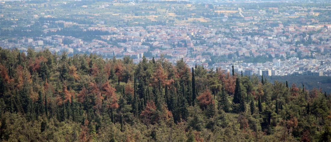 Θεσσαλονίκη: Πέταξε αναμμένο τσιγάρο στο δάσος του Σέιχ - Σου!