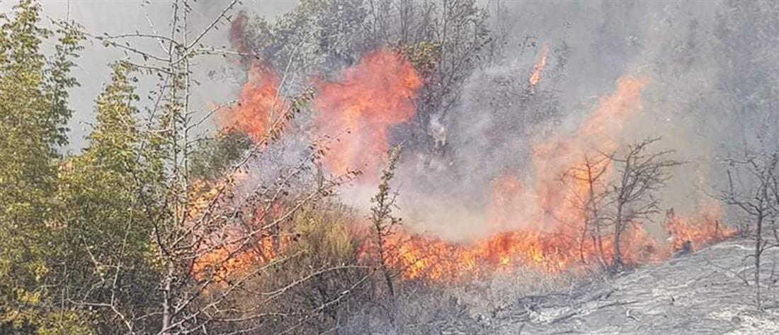Φωτιά στον Έβρο: φλέγεται ο Δρυμός της Δαδιάς (εικόνες)