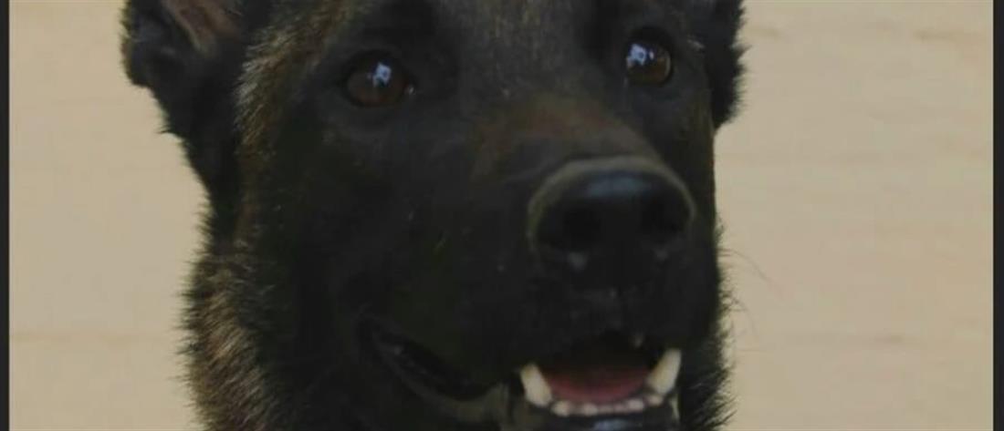 Echo: Ο σκύλος που βρήκε το Μπάμπη βραβεύεται από τη Φιλοζωική (εικόνες)