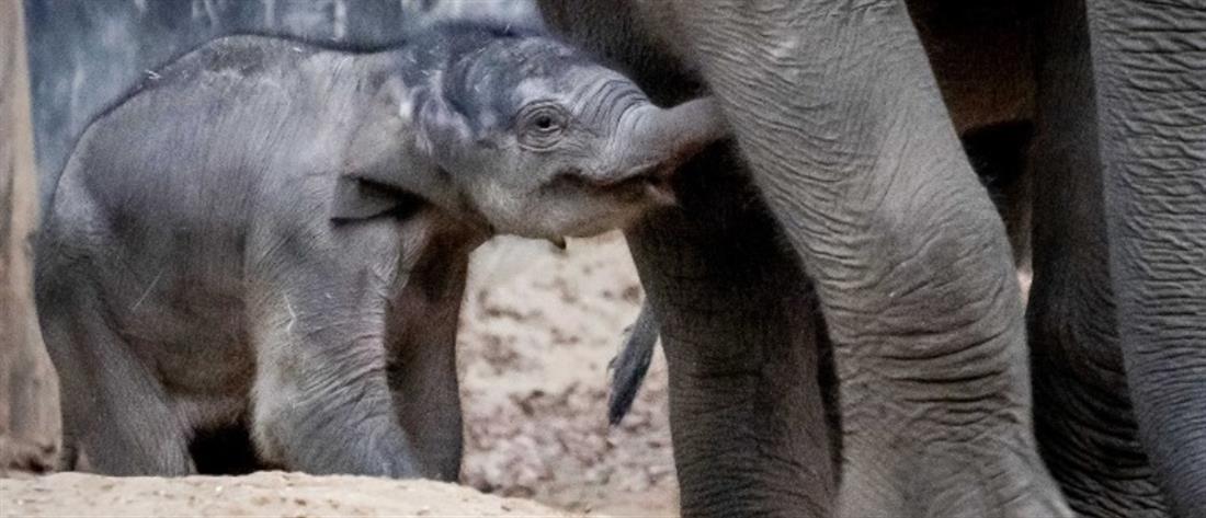 Στο ζωολογικό κήπο του Τόκιο γεννήθηκε το πρώτο ελεφαντάκι εδώ και 138 χρόνια