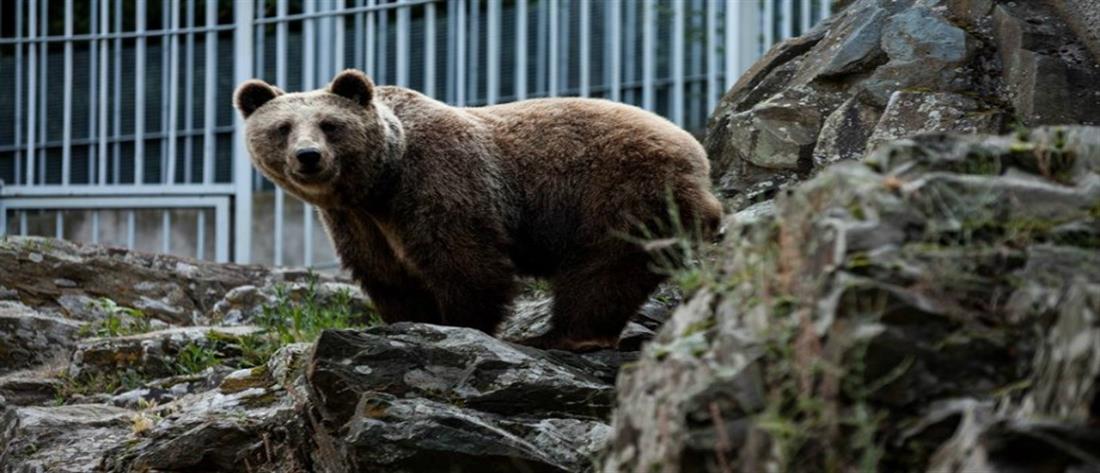 Καστοριά: νεαρός τραυματίστηκε από αρκούδα