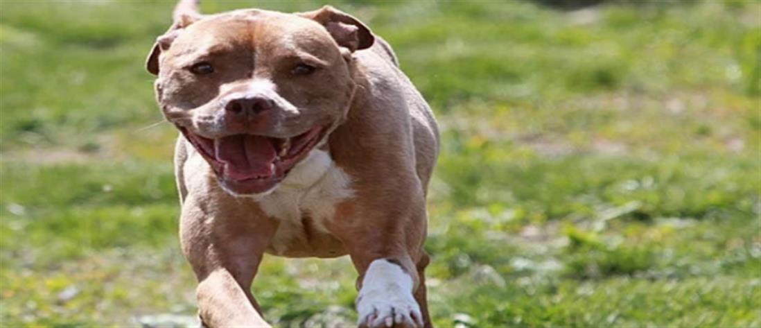 Γαλάτσι - Ιδιοκτήτρια σκύλου: Εν ψυχρώ δολοφονία του ζώου από τον αστυνομικό
