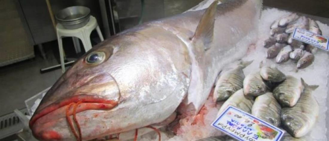 Ψάρι “γίγας” 53,8 κιλών στα δίχτυα ψαράδων (εικόνες)

