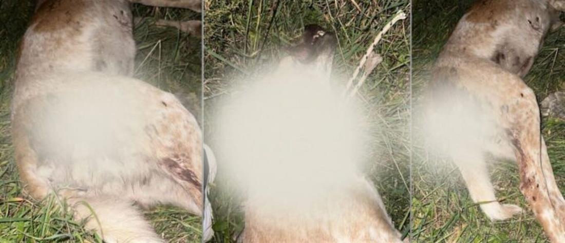 Κακοποίηση ζώου: Νεκρή σκυλίτσα από πυροβολισμό στον Βόλο (σκληρές εικόνες)