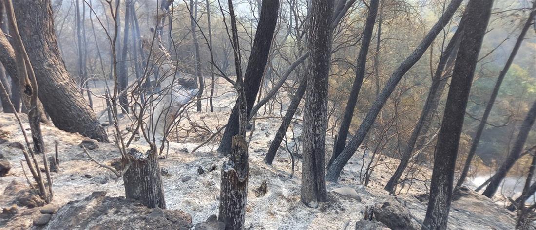 Φωτιές: άμεσες παρεμβάσεις στις πυρόπληκτες περιοχές
