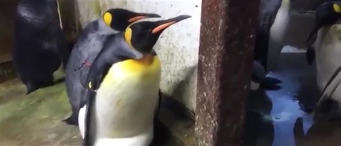 Ομοφυλόφιλοι πιγκουίνοι κλωσούν αυγό σε ζωολογικό κήπο (εικόνες)