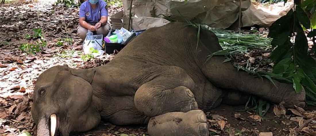 Σύλληψη υπόπτου για τον θάνατο εγκύου ελεφαντίνας από κροτίδα