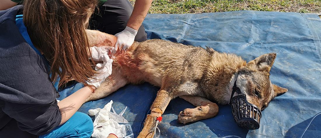 Αίσιο τέλος για τον λύκο που “καρφώθηκε” σε λόγχες καγκελόπορτας (εικόνες)