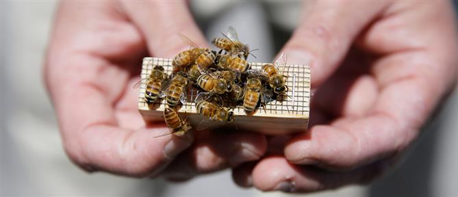 Μελισσοκόμοι: Τα αντιπυρικά μέτρα βάζουν τέλος στα μελίσσια μας